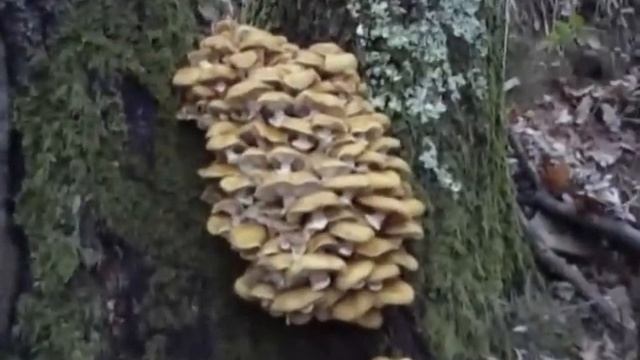 ARMILLARIA MELLEA I CHIODINI DI MACINETOR смотреть онлайн