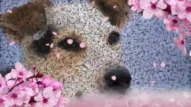 ролик про бездомных собак