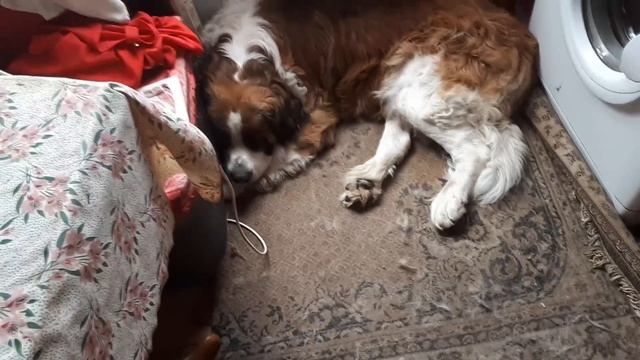 НОВОРОСС НА СУШКЕ! Один день из жизни на соревновательной сушке (часть 1) смотреть онлайн