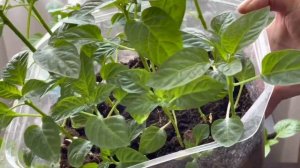 Рассада перцев здоровая, крепкая. Вся правда о препарате Атлет