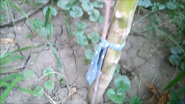 Томарилло или цифомандра чудо растение с плодами в открытом грунте. смотреть онлайн