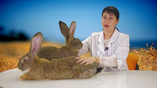 ФЛАНДР - ГИГАНТСКИЕ КРОЛИКИ. Обзор породы "бельгийский фландр". Вес, содержание, прививки, цена. смотреть онлайн