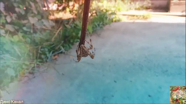 Паук-крестовик (лат. Araneus). Плетёт паутину. смотреть онлайн