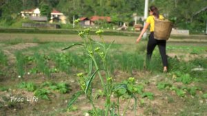 Harvesting papaya fruit gardens to sell at the market, animal care