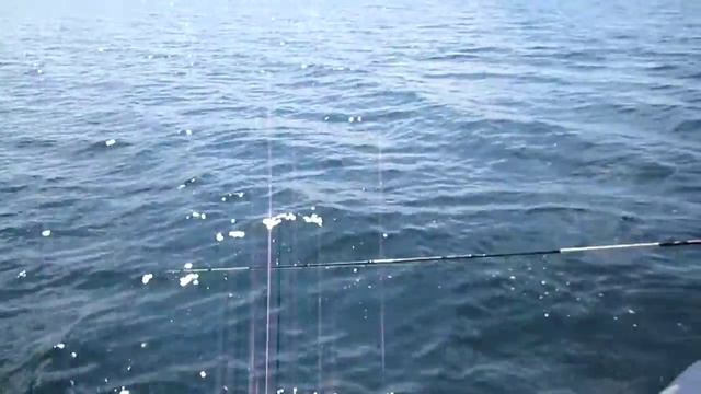 Полосатый кабан. смотреть онлайн