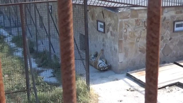 Тайган. Как запросто слепить фейк и опорочить парк. смотреть онлайн