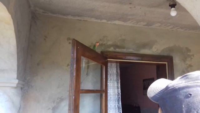 ПОБЕГ ПОПУГАЯ НЕРАЗЛУЧНИК )) смотреть онлайн
