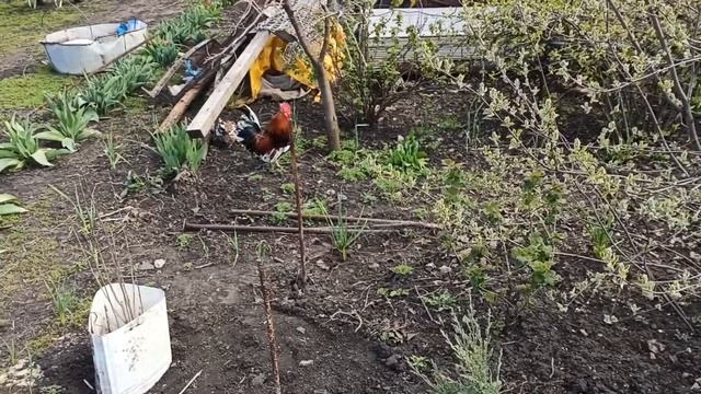 Обзор курей корольков/Review of Curie Kings смотреть онлайн