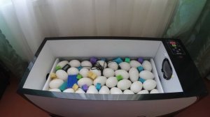 OVO-78 Инкубация гусят от А до Я