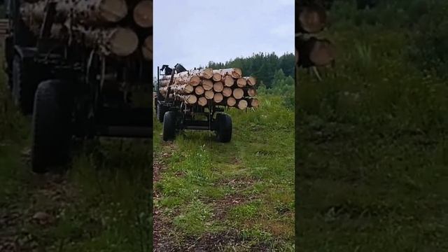 Лес 23 метра длиной, подробнее в комментариях. смотреть онлайн