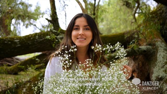 XLENCE® Gypsophila- by Danziger смотреть онлайн