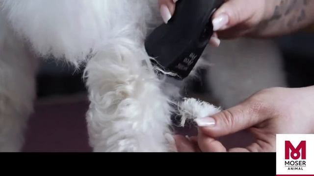 Как удалить колтуны и спутанную шерсть на собаке | MOSER Animal смотреть онлайн