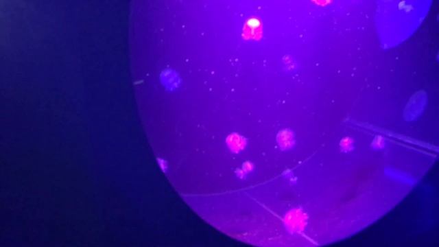 Дети в Музее Медуз. Много красивых медуз Видео для детей смотреть онлайн