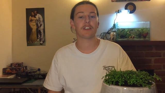 Lycophytes Documentary смотреть онлайн