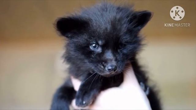 Спасатели достали из колодца щенят, но когда ветеринар осмотрел их то это оказались вовсе не щенки смотреть онлайн