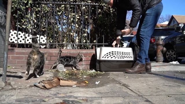 Street kitten Giorgio finds a home смотреть онлайн