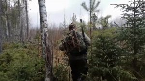 ОХОТА НА ЛОСЯ С ЛАЙКАМИ. 1: 0 ?