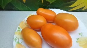 ТОМАТ ЮЖНЫЙ ЗАГАР. Ольга Чернова.