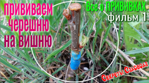 ПРИВИВКА Черешни на Вишню. Как, Когда, Способы. ФИЛЬМ Первый.