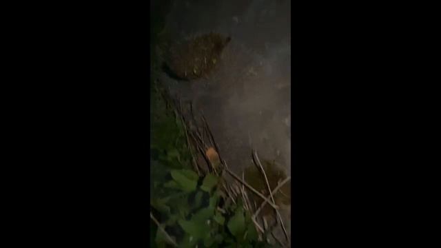 "Я не шарик, я не коржик, я - лесной колючий ёжик..." смотреть онлайн