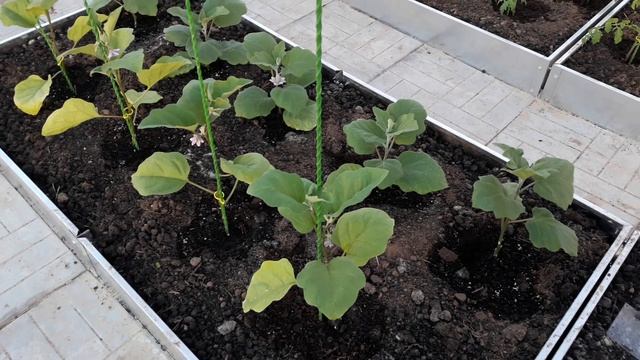 Что посадили в теплице. высадка рассады томатов, огурцов, перцев и баклажан смотреть онлайн