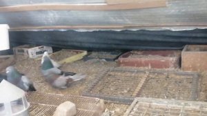 СТАРО НИКОЛАЕВСКИЕ ГОЛУБИ, БЕРЕЗНЕГОВАТОВСКИЕ.