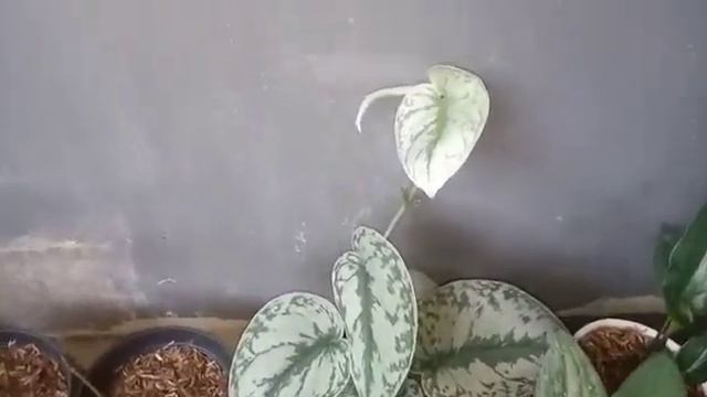 Tanaman hias Scindapsus смотреть онлайн