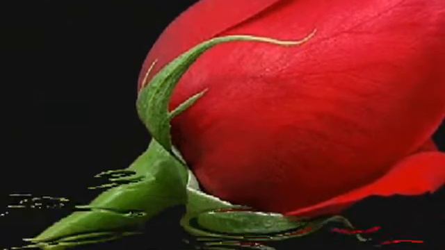 bilmem ki unuttun mu - Prenses Romalı Perihan смотреть онлайн