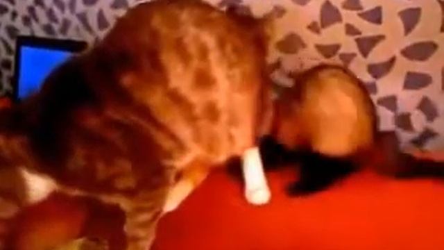 -Достал суслик!:-Я не суслик!Я хорек!-Какая разниц смотреть онлайн