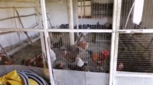 Перевели бройлеров на сетку