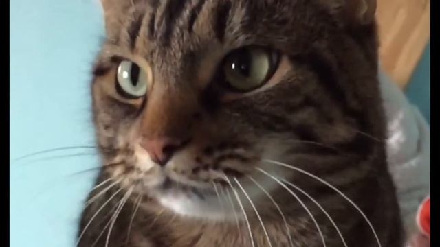 Pablo sass- cat style смотреть онлайн