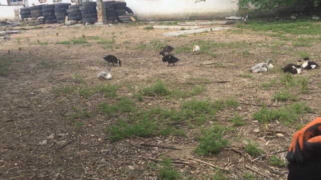 Линда, утка башкирка и голубой фаворит, взвешивание 6 недель смотреть онлайн