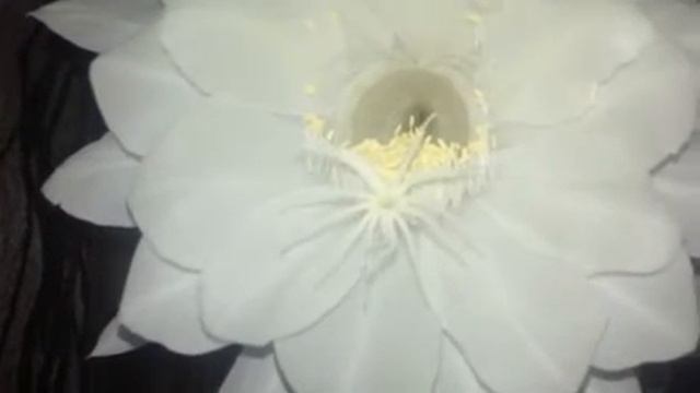 Cacto Rainha da noite - Hylocereus undatus смотреть онлайн