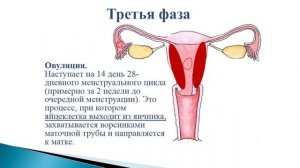 IV четверть  Биология  9 класс  Менструальный цикл  Роль гормонов эстрогена и прогестерона