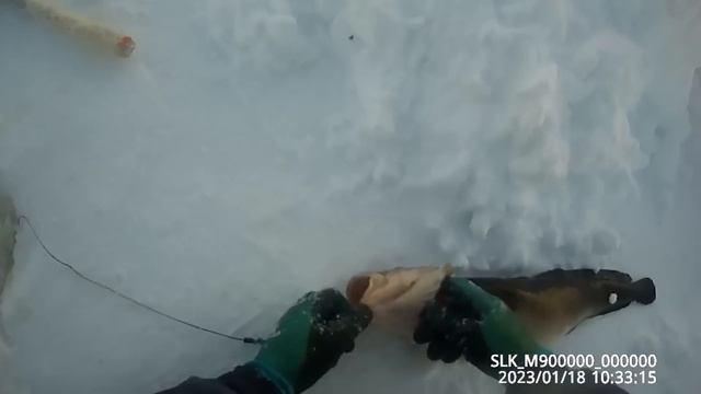 Проверка крючков на налима 18 01 2023 смотреть онлайн