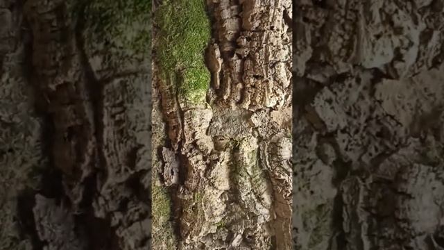 Фоны для террариумов, из пробковой коры, изготовление и обзор смотреть онлайн