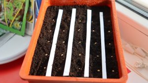 Посадите томаты на рассаду в феврале этим способом. Меня такая посадка ни разу не подвела.