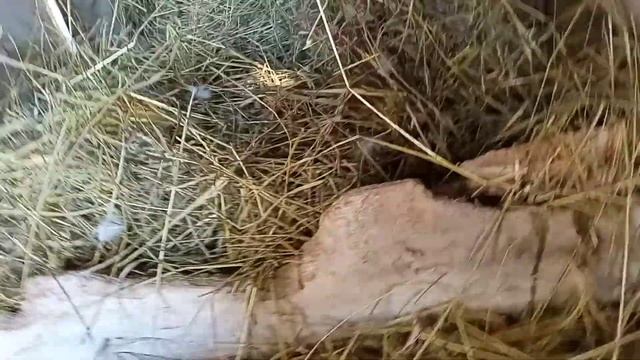 Немного о гнёздах для гусей смотреть онлайн