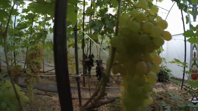 Обзор теплиц Вадима Точилина в сентябре смотреть онлайн