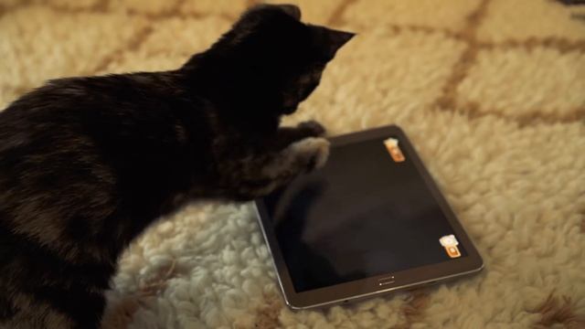 APP fat cat ninja - game for cats смотреть онлайн