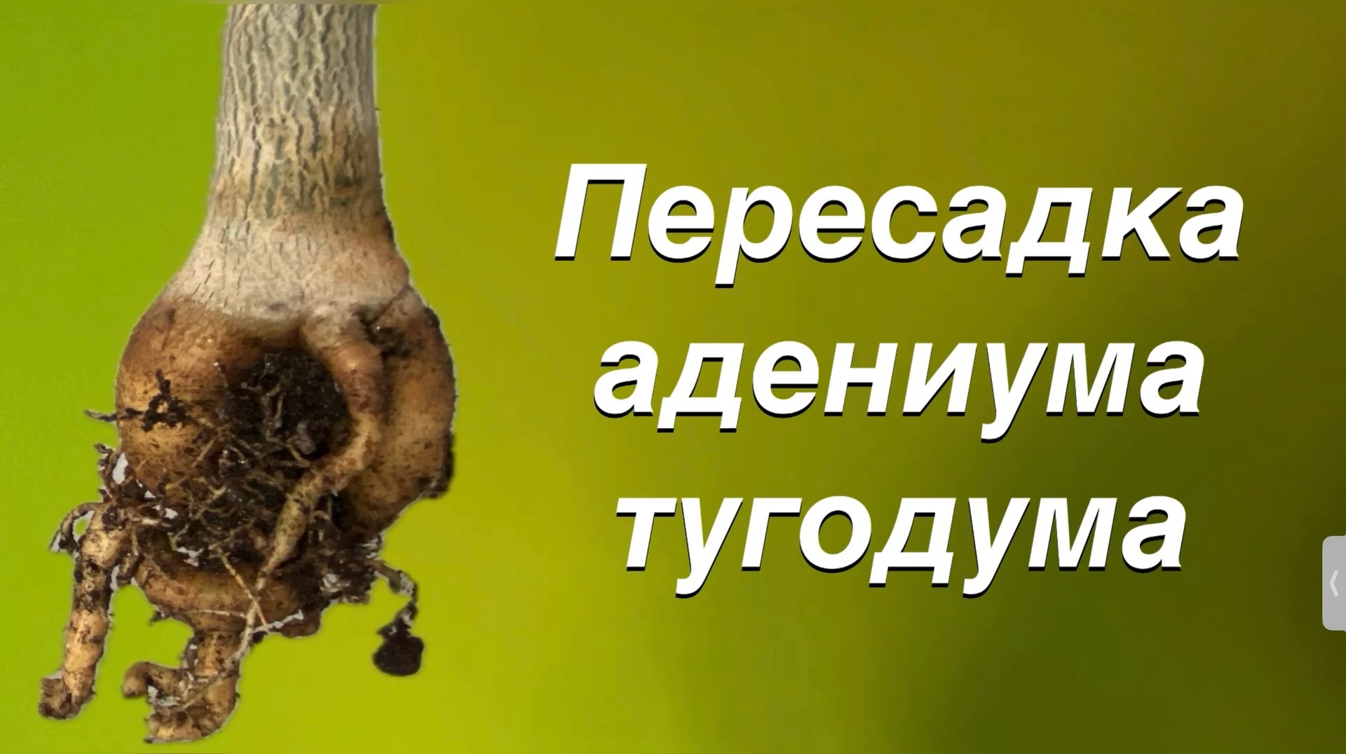 Адениум здоров, красив, но медленно растет. Пересаживаю. А дальше его ждет обрезка. 2 мая 2024 г. смотреть онлайн
