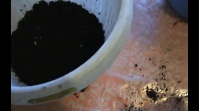 //ПЕРЕСАДКА КРОТОНА// КОДИЕУМ смотреть онлайн