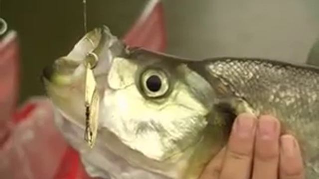 Рыбалка на Амуре смотреть онлайн