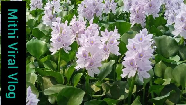 Natural Vlog EP - 51 | Kachuri Pana Flower Farming And Videography смотреть онлайн