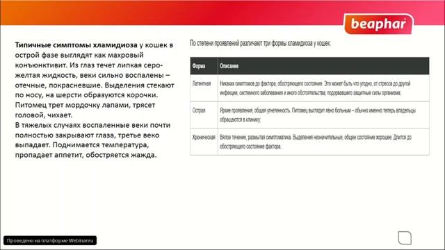 Вирусные болезни котят. Почему необходимо делать прививки? смотреть онлайн
