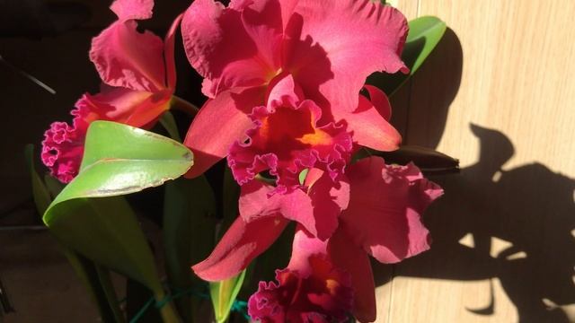 Каттлея цветение Cattleya 