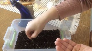 Как вырастить герберу из семян / Руководство по выращиванию герберы / Шаг 1: посадка