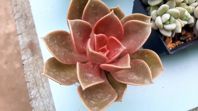 Nuevas Suculentas Para La Colección/acompáñame A Ver Las Nuevas Suculentas 🌵🍂