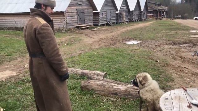 Необколотый кавказец уже вовсю пасет коз. Герман Стерлигов смотреть онлайн