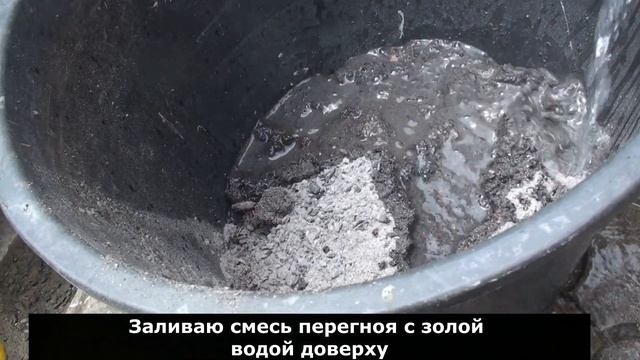 Подкормка плодоносящих томатов для налива и быстрого созревания. Подкормка томатов в июле и августе смотреть онлайн